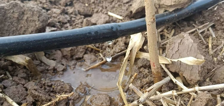 Дc(din)cyԇc(din)ľx